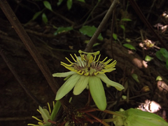 Passiflora rovirosae