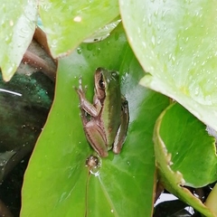Dendropsophus luddeckei
