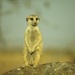 Namib Meerkat - Photo (c) heliastes21, some rights reserved (CC BY-NC), uploaded by heliastes21