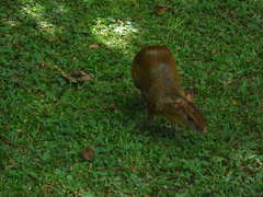 Dasyprocta variegata