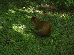 Dasyprocta variegata