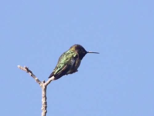 Anna's Hummingbird observed by bayareawalker