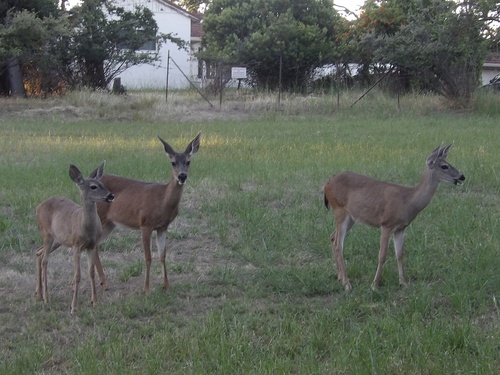 Columbian Black-tailed Deer observed by bayareawalker