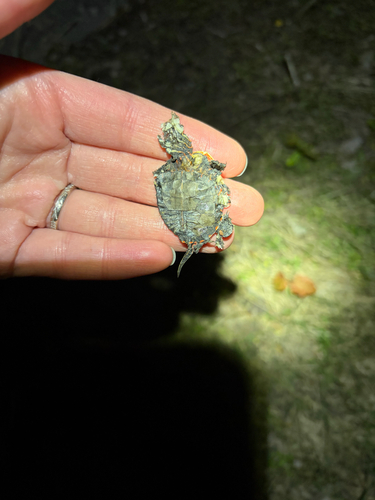 Painted Turtle observed by pschoenwolf