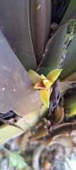 Maxillaria discolor