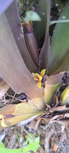 Maxillaria discolor, photograph 1