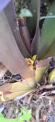 Maxillaria discolor, photograph (c) Marcio Santos Ferreira, some rights reserved (CC BY)