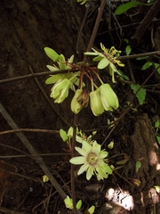 Passiflora rovirosae
