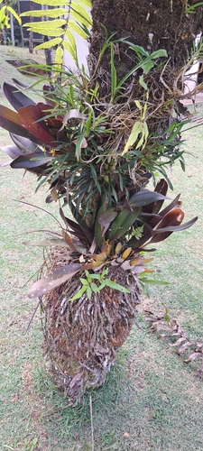 Maxillaria discolor, photograph 2