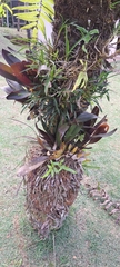 Maxillaria discolor, photograph (c) Marcio Santos Ferreira, some rights reserved (CC BY)