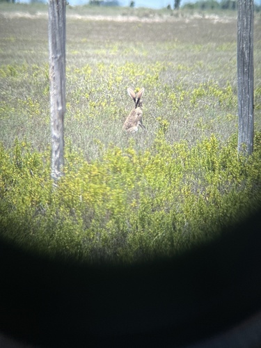 Black-tailed Jackrabbit observed by chiquilin56