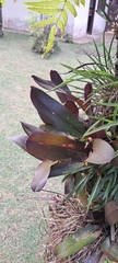 Maxillaria discolor, photograph (c) Marcio Santos Ferreira, some rights reserved (CC BY)