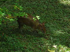 Dasyprocta variegata