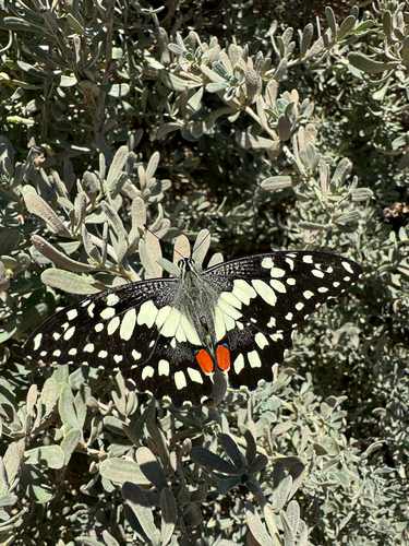 Lime Swallowtail