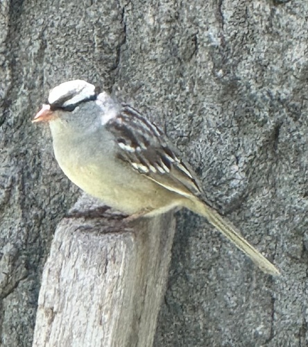 White-crowned Sparrow photographed in Ohio