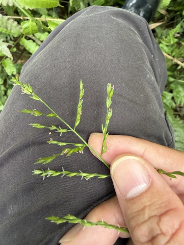 Ichnanthus pallens iNat (2)