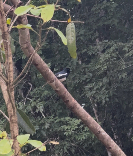 Oriental Magpie-Robin