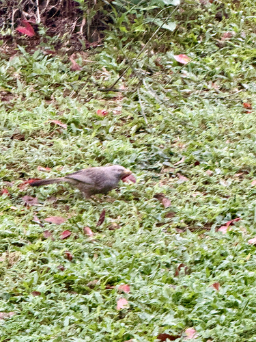 Yellow-billed Babbler