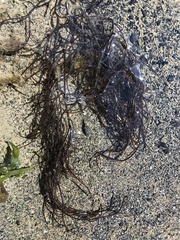 Gracilariopsis