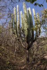 Pachycereus weberi