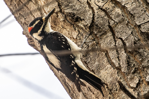 Hairy Woodpecker observed by weatherdrip