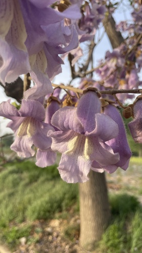 princess tree
