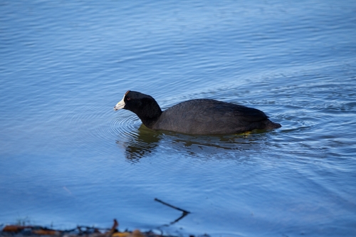 American Coot observed by hernandezmedia