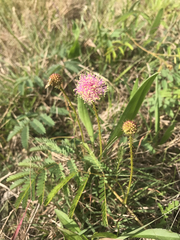 Mimosa hystricina
