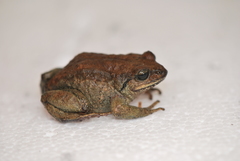 Pristimantis curtipes