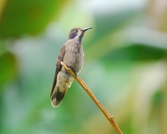 Colibri delphinae
