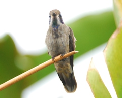 Colibri delphinae