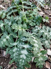 Hydrophyllum appendiculatum