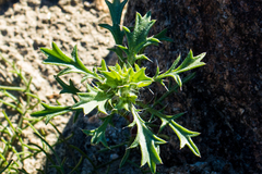 Langloisia setosissima