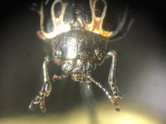 Calligrapha elegantula