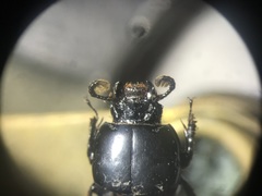 Passalus