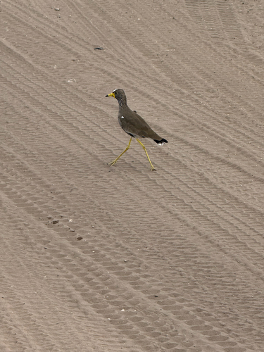iNaturalist image