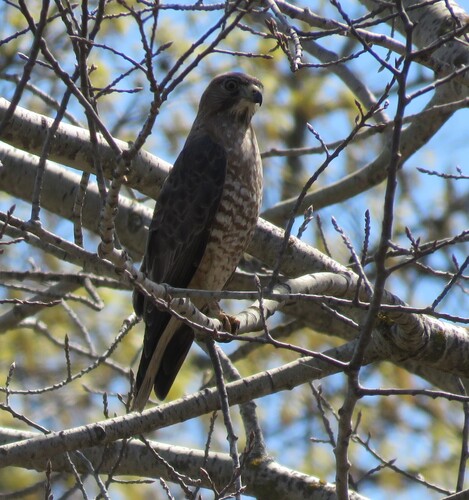 Broad-winged Hawk observed by mmmiller
