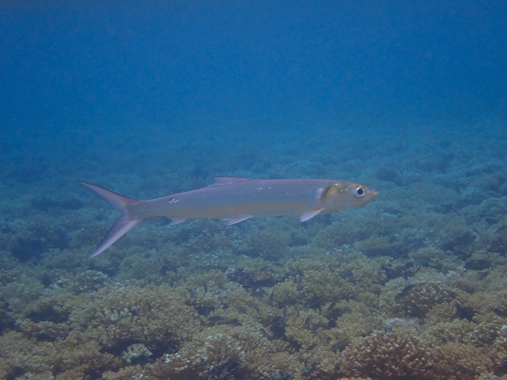 Ladyfish