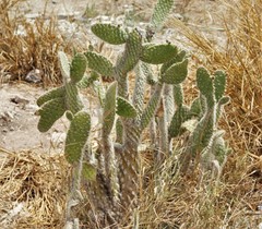 Opuntia senilis