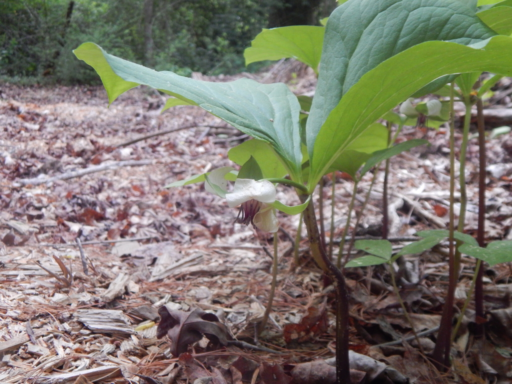 Trillium rugelii; photograph (c) Sean Feirstein, some rights reserved (CC BY)