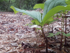 Trillium rugelii