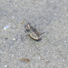 Ellipsoptera marginata