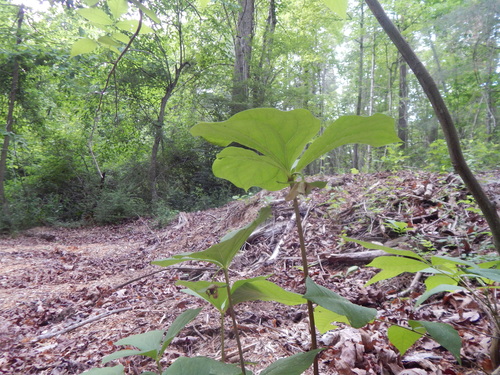 Trillium rugelii, photograph 1