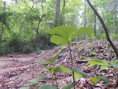 (c) Sean Feirstein, some rights reserved (CC BY) Trillium rugelii, photograph (c) Sean Feirstein, some rights reserved (CC BY)