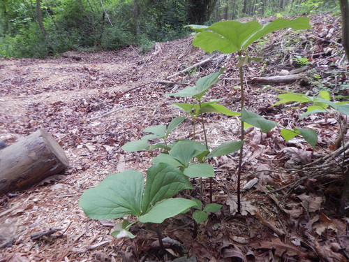 Trillium rugelii, photograph 3