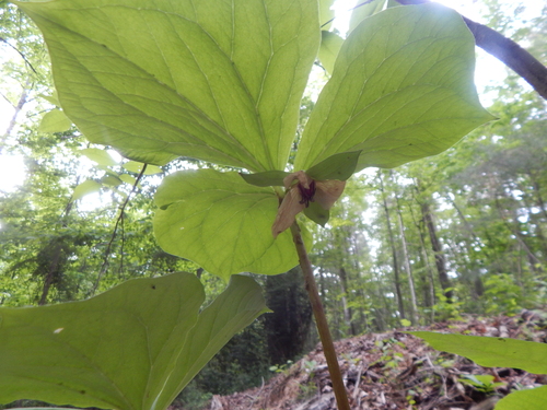 Trillium rugelii, photograph 2