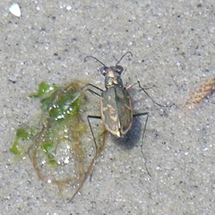 Ellipsoptera marginata