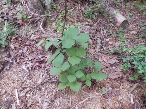 Trillium rugelii, photograph 4