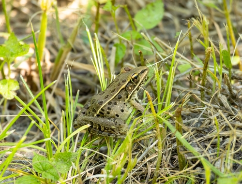 Southern Leopard Frog observed by abryant01