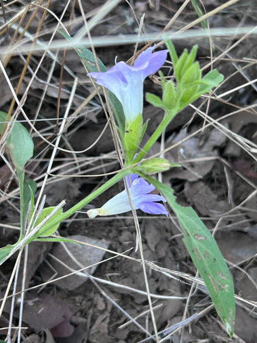 Barleria lancifolia, photograph 4